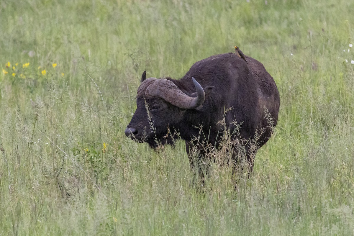 gulnebboksehakker - ML652895741