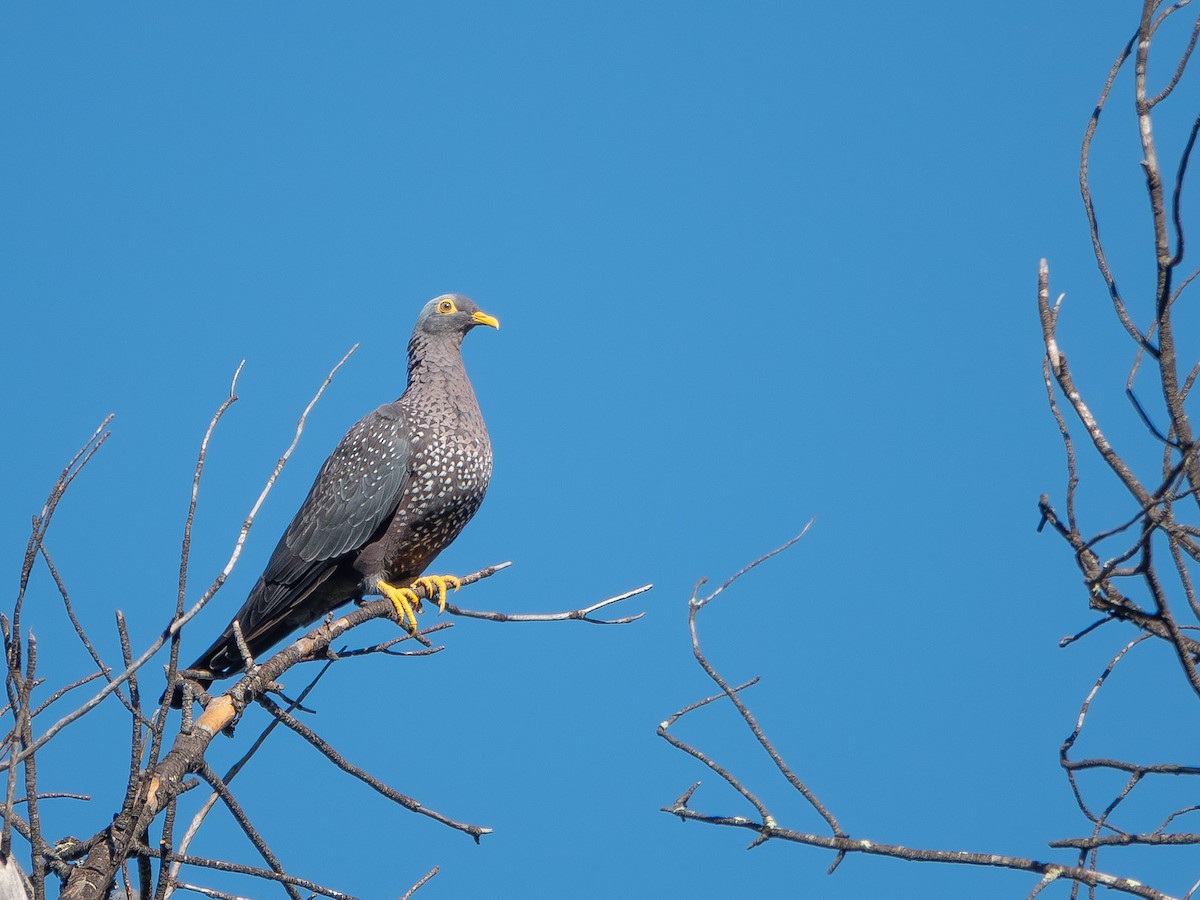 Pigeon rameron - ML652895858
