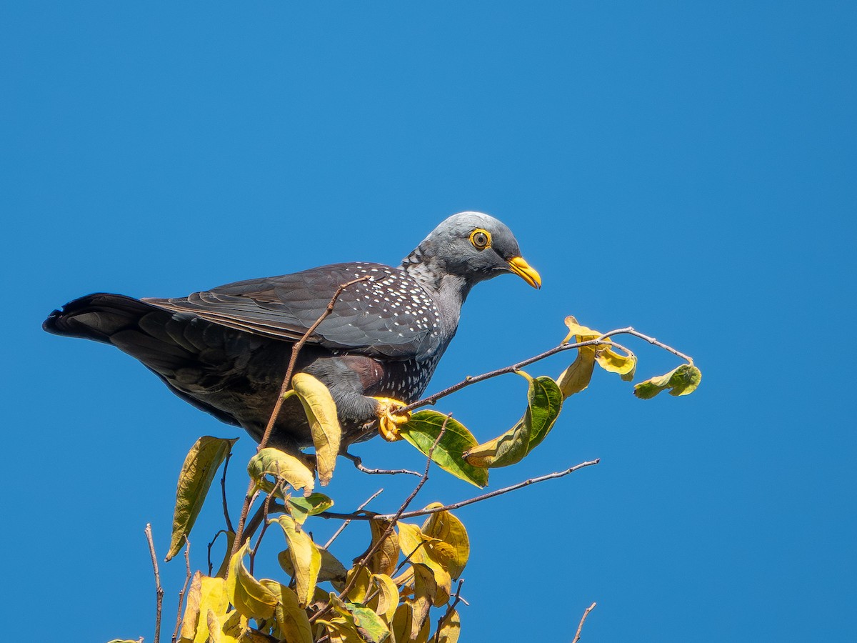 Pigeon rameron - ML652895859