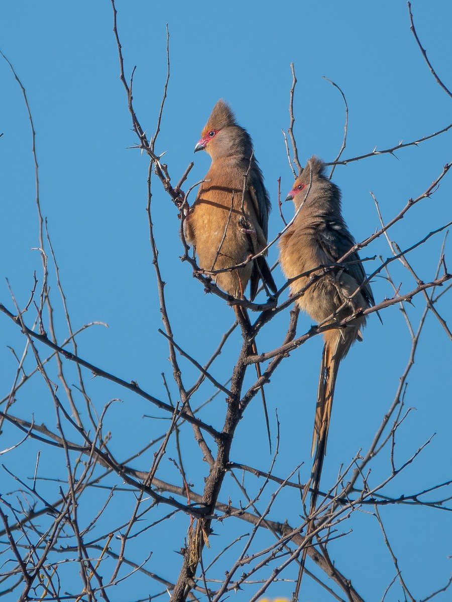 Coliou quiriva - ML652895866