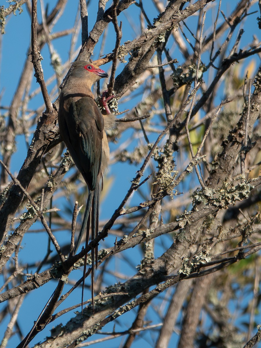 Coliou quiriva - ML652895867