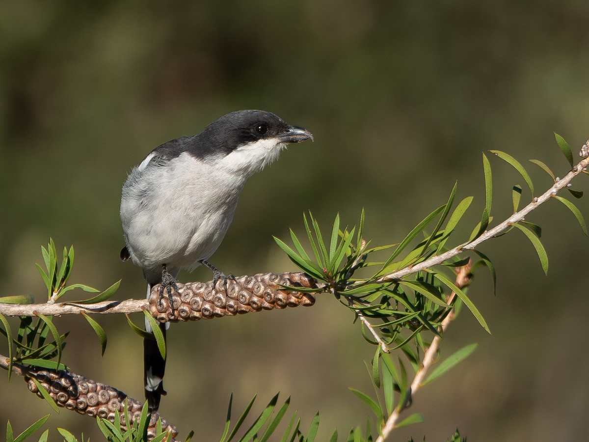 Pie-grièche fiscale (collaris/pyrrhostictus) - ML652895890