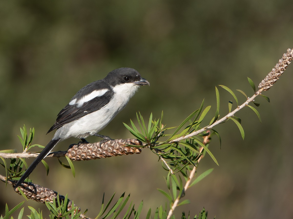 Pie-grièche fiscale (collaris/pyrrhostictus) - ML652895891