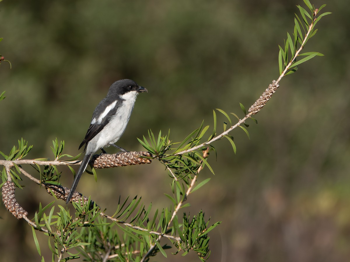 Pie-grièche fiscale (collaris/pyrrhostictus) - ML652895892