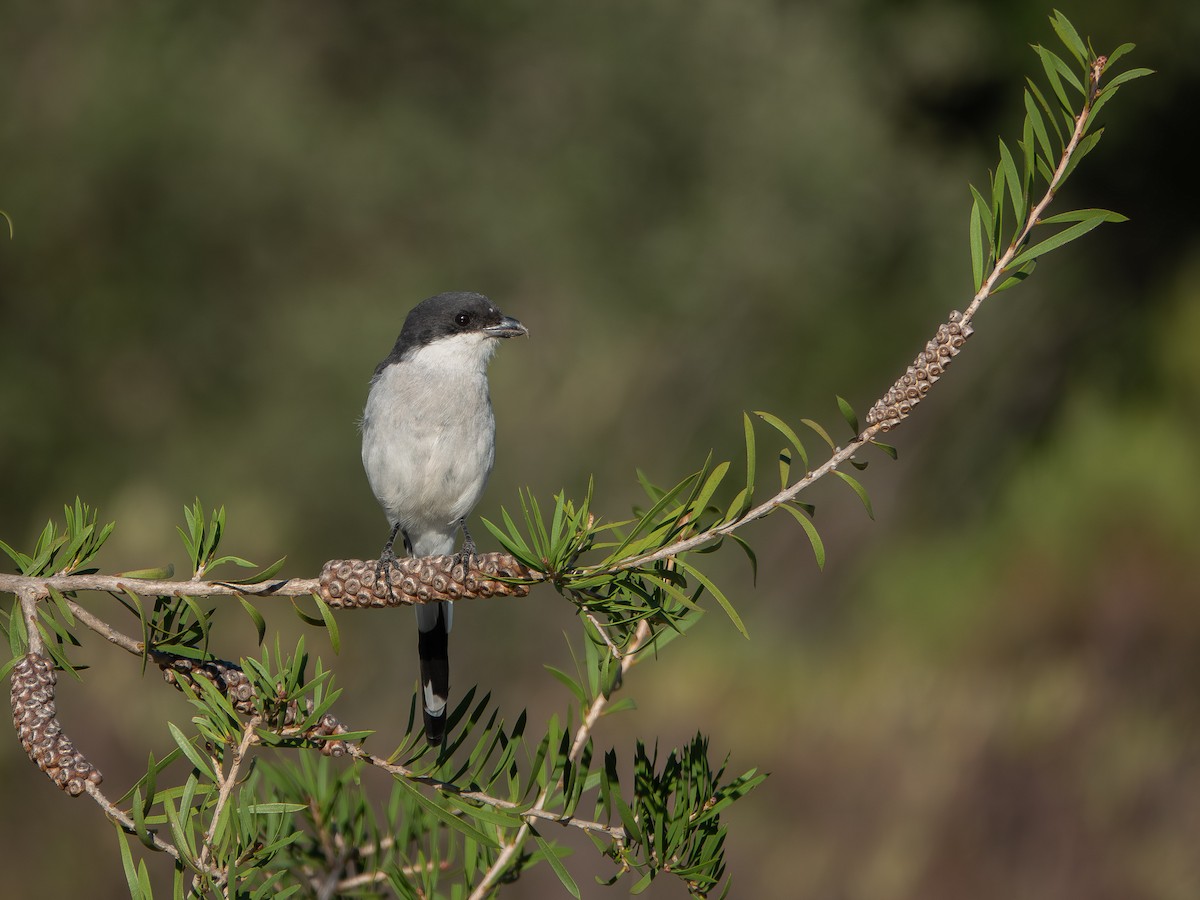 Pie-grièche fiscale (collaris/pyrrhostictus) - ML652895893