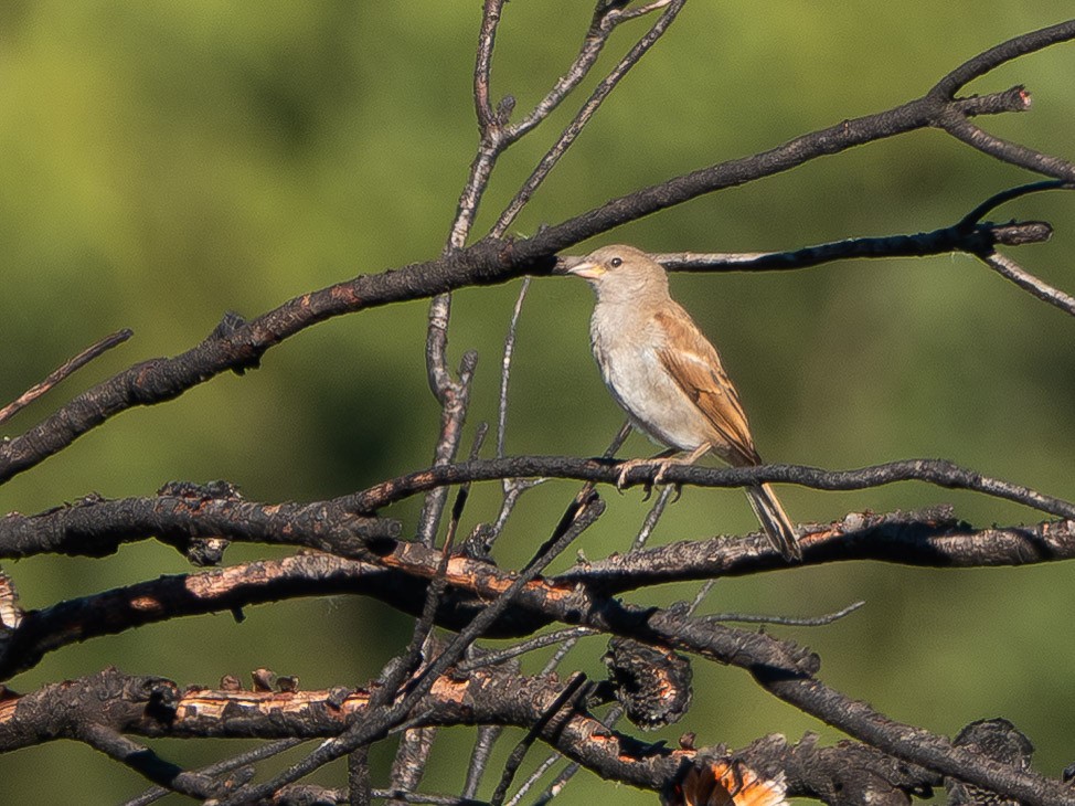 Moineau sud-africain - ML652895920
