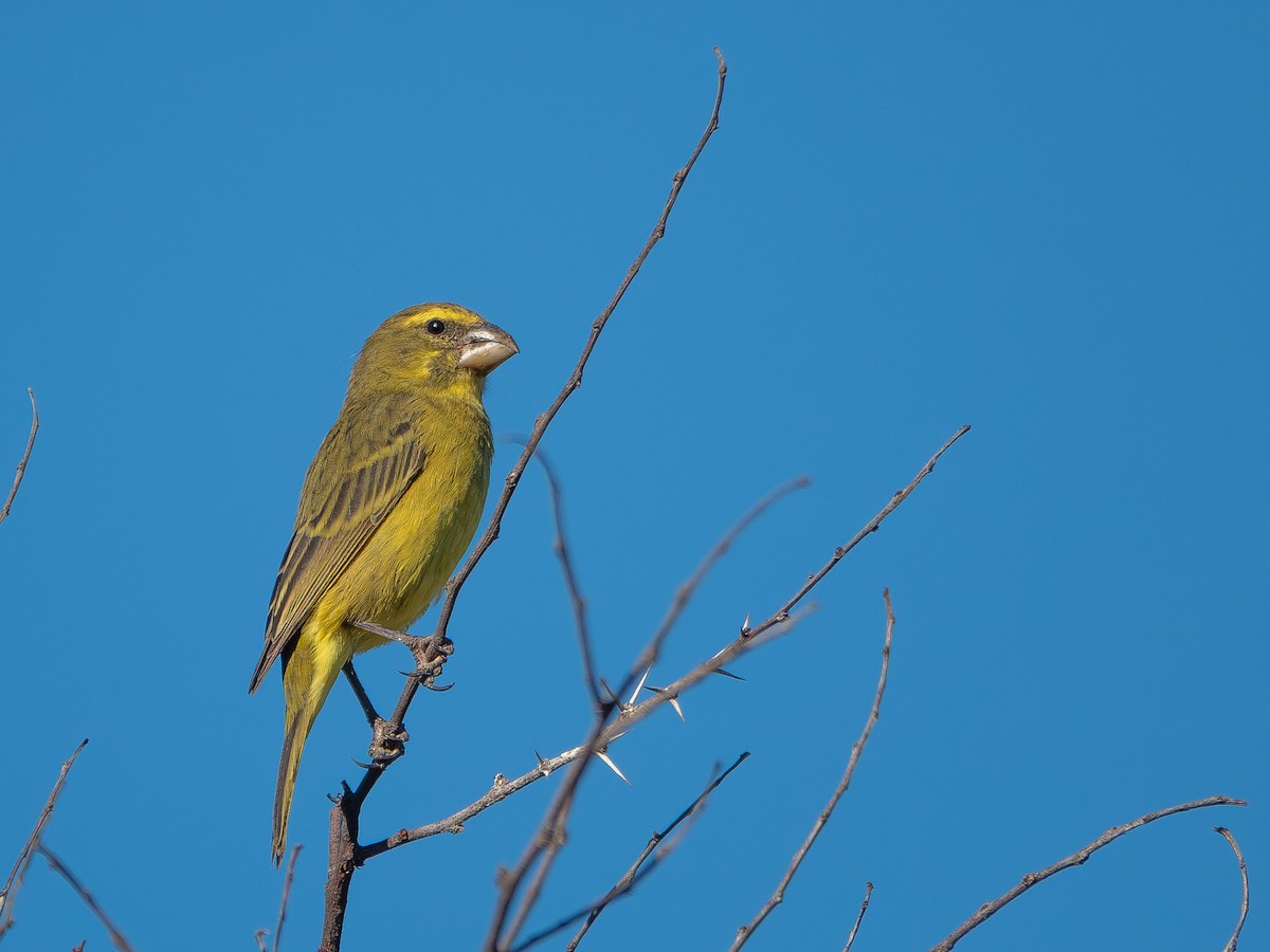Serin soufré - ML652895928