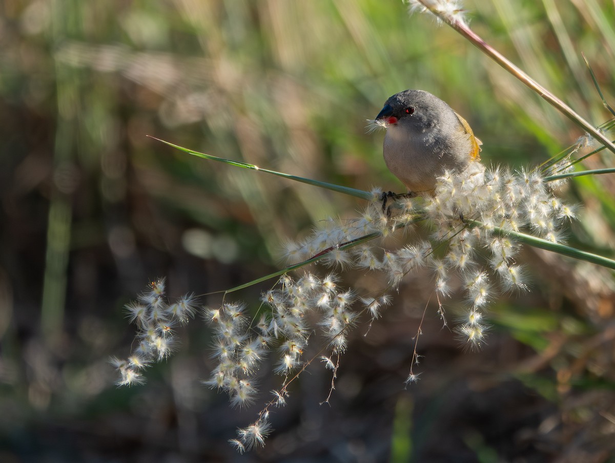 Astrild à joues noires - ML652895938