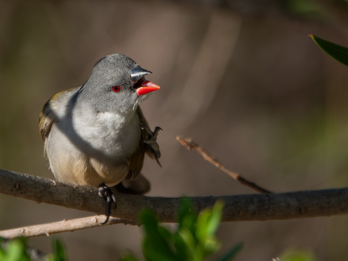 Astrild à joues noires - ML652895940