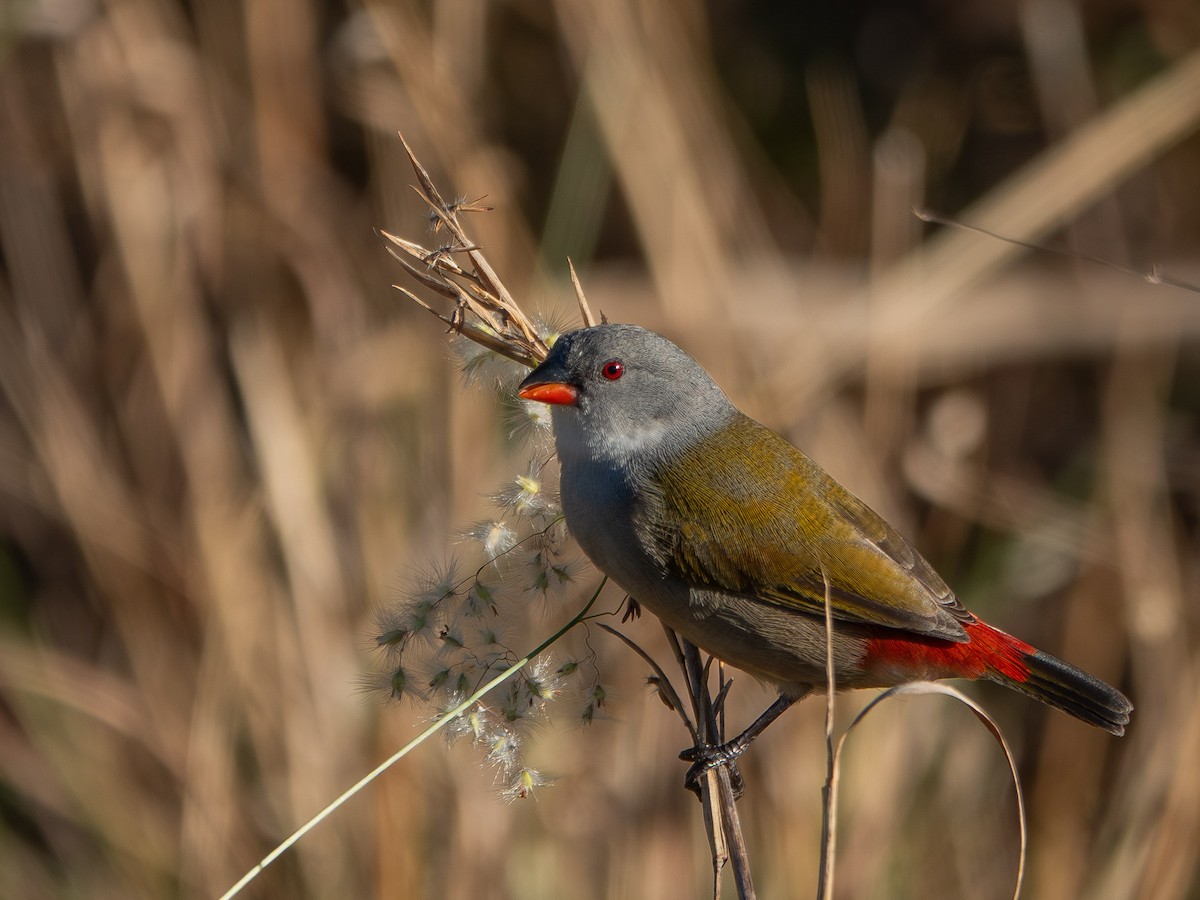 Astrild à joues noires - ML652895943