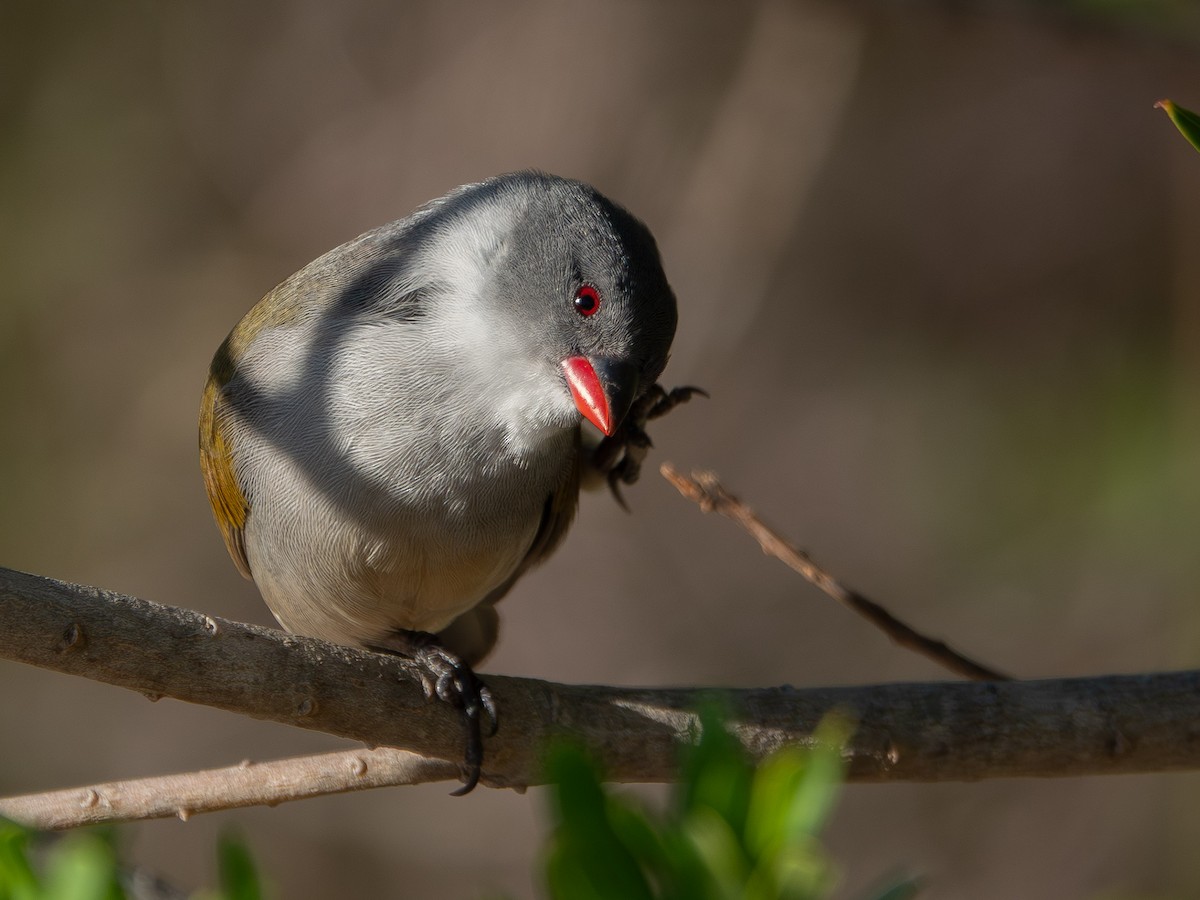 Astrild à joues noires - ML652895944