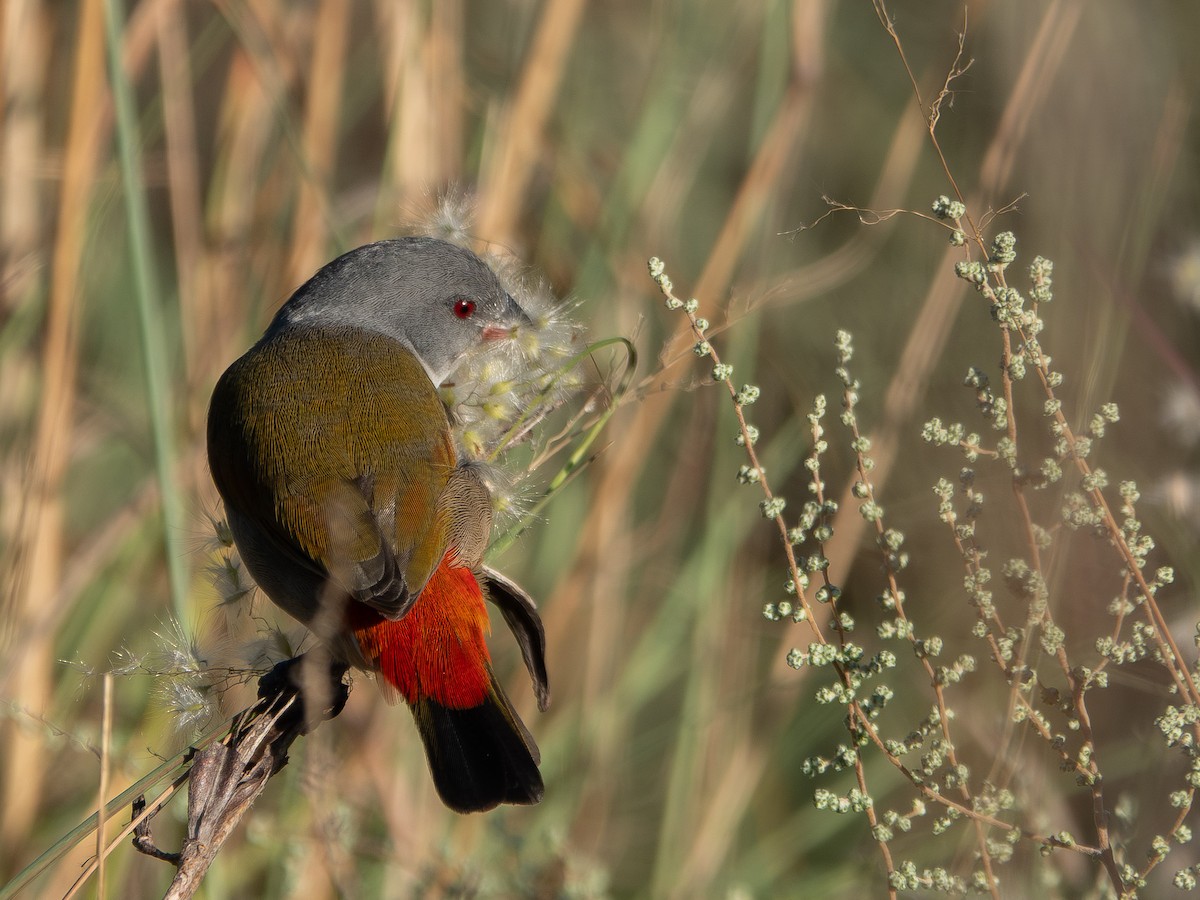 Astrild à joues noires - ML652895945