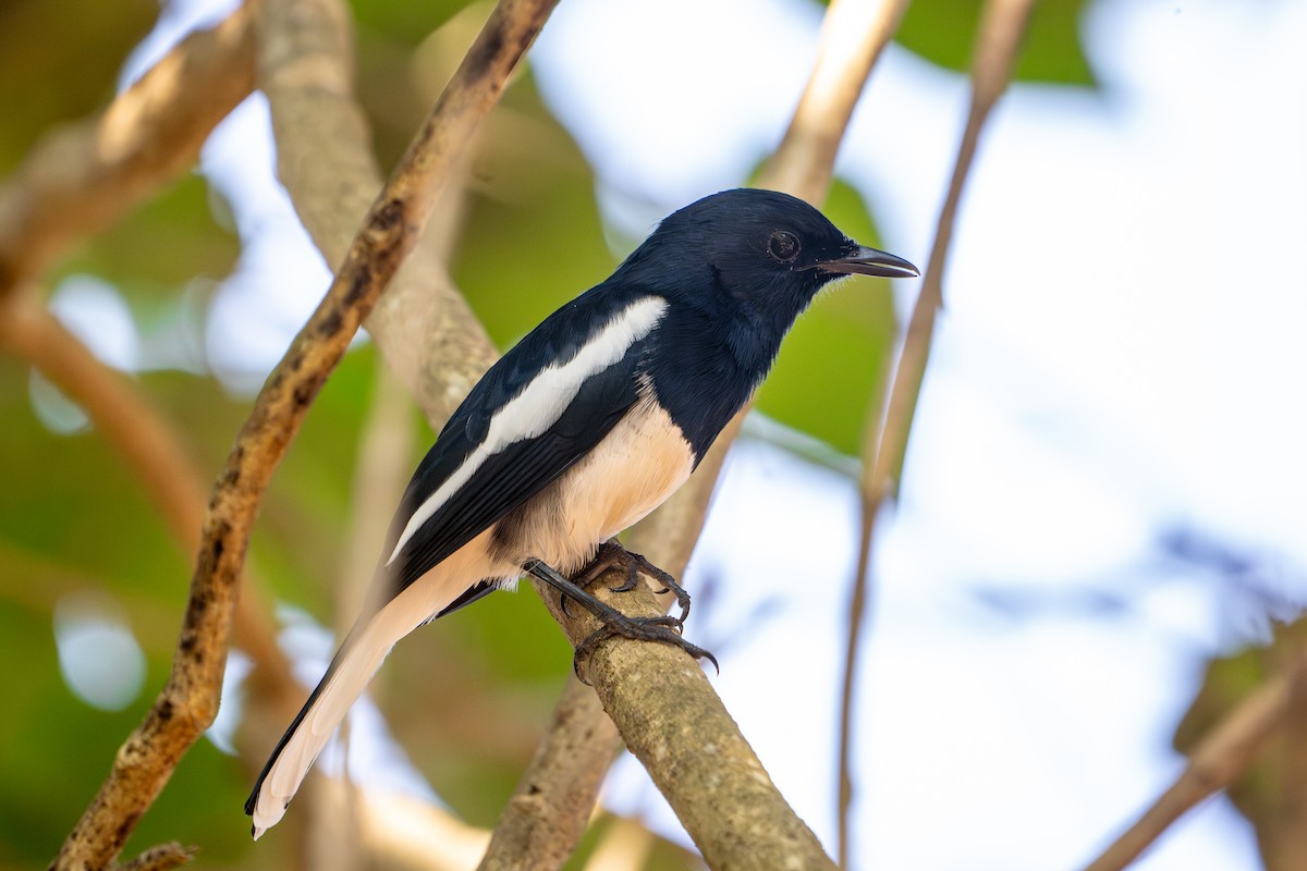 Shama dayal - ML652896058