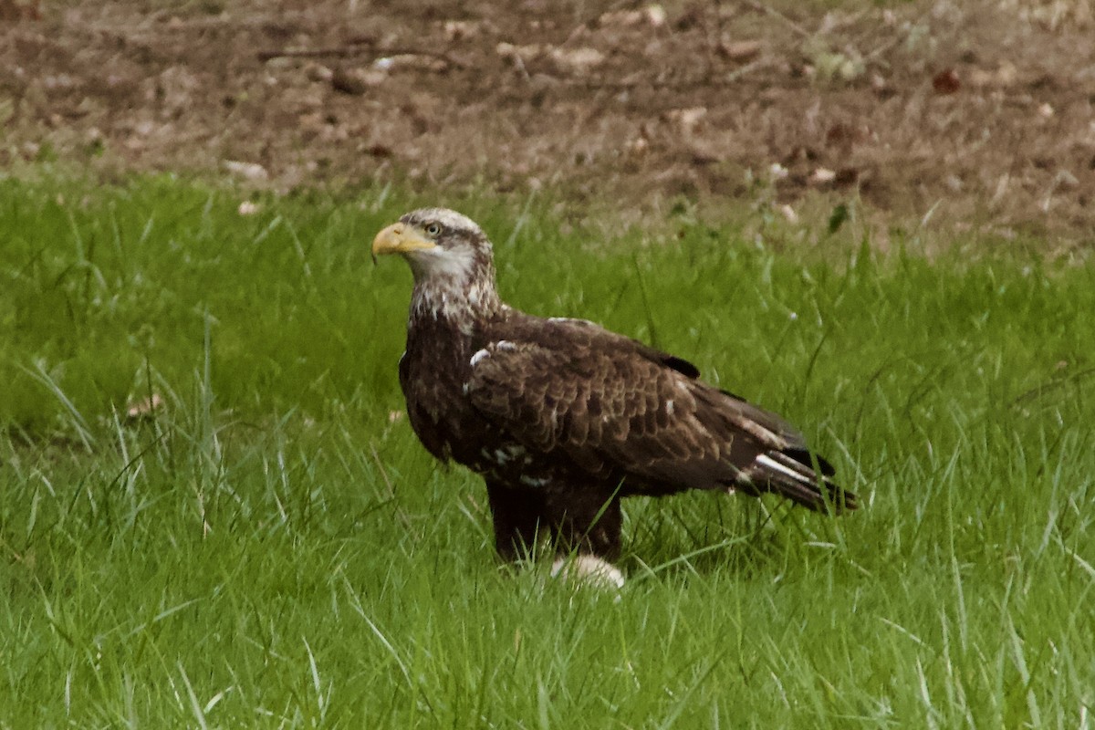 Weißkopf-Seeadler - ML652896065