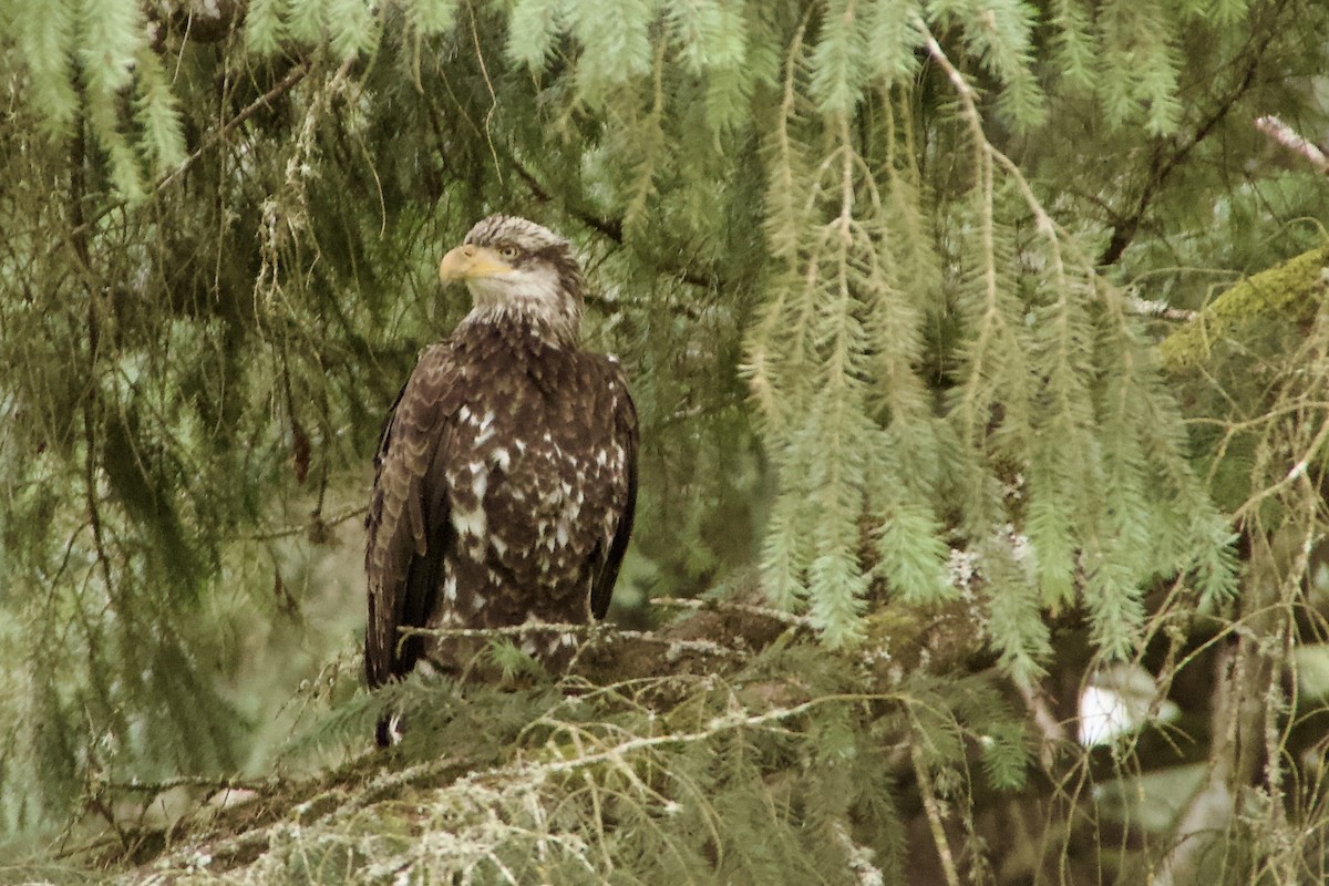Weißkopf-Seeadler - ML652896066