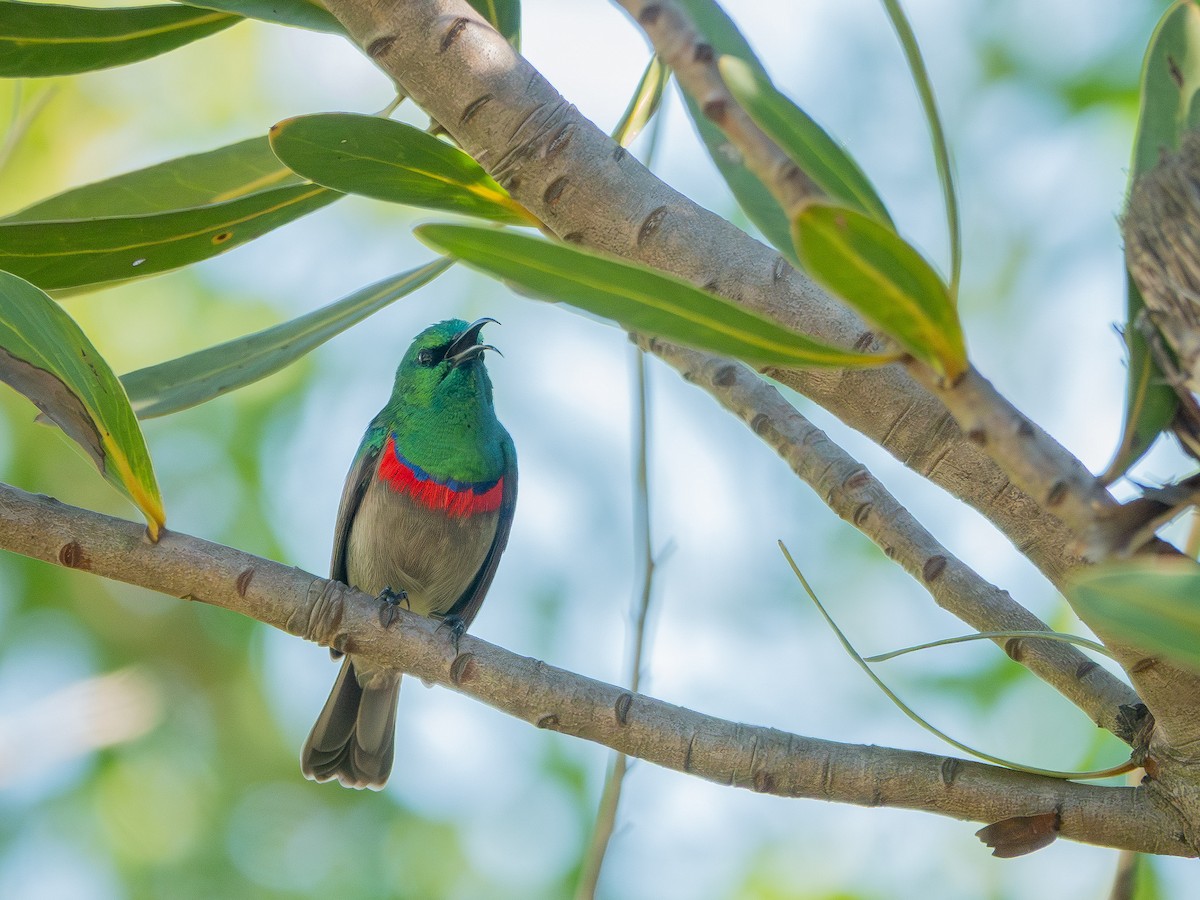 Souimanga chalybé - ML652896816