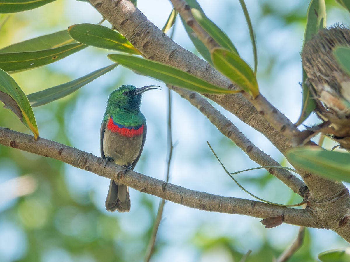 Souimanga chalybé - ML652896817