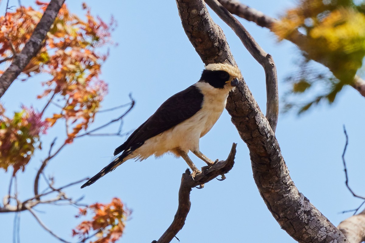 Laughing Falcon - ML652897153