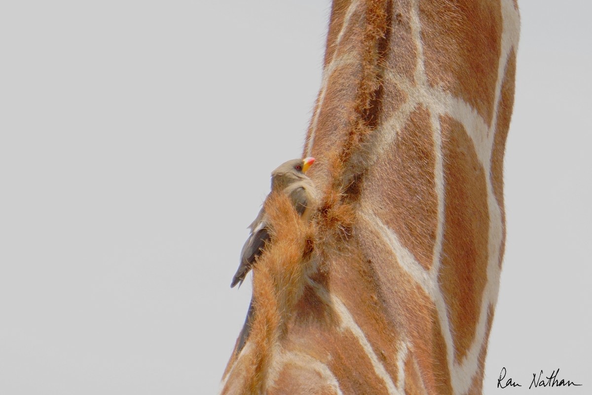 gulnebboksehakker - ML652897482