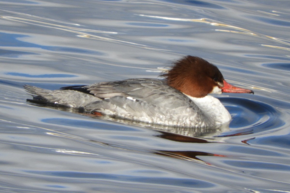 Grand Harle - ML652897726