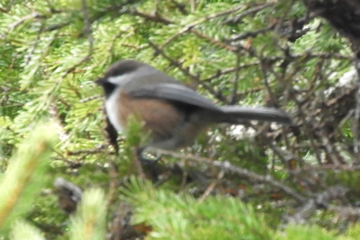 Mésange à tête brune - ML652897736