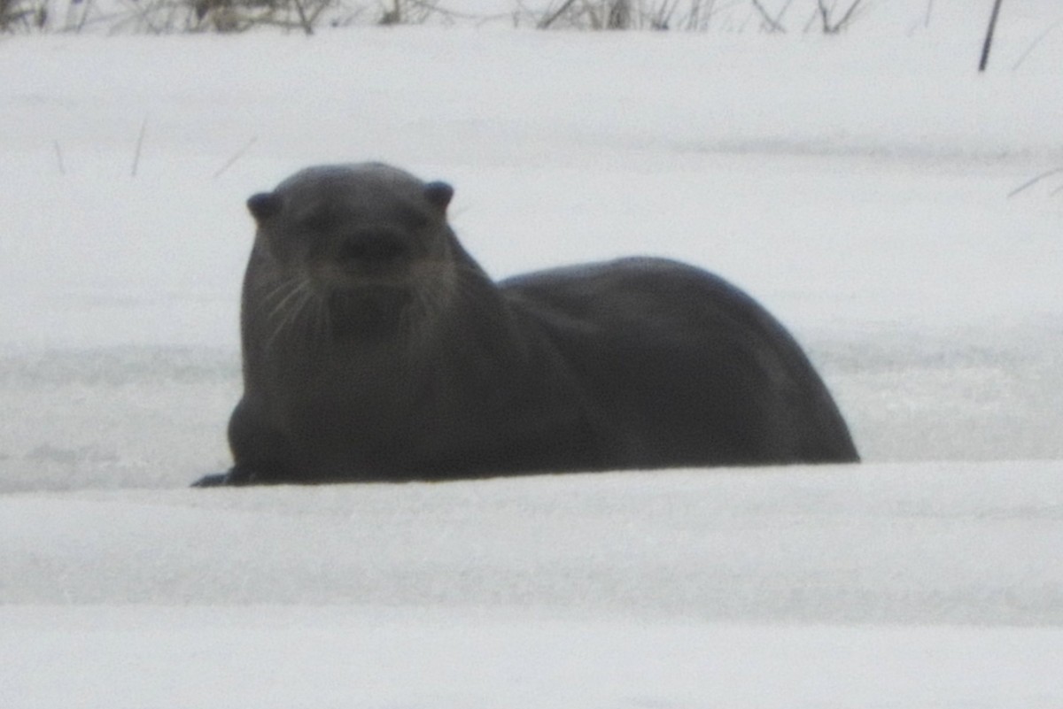 Loutre du Canada - ML652897741