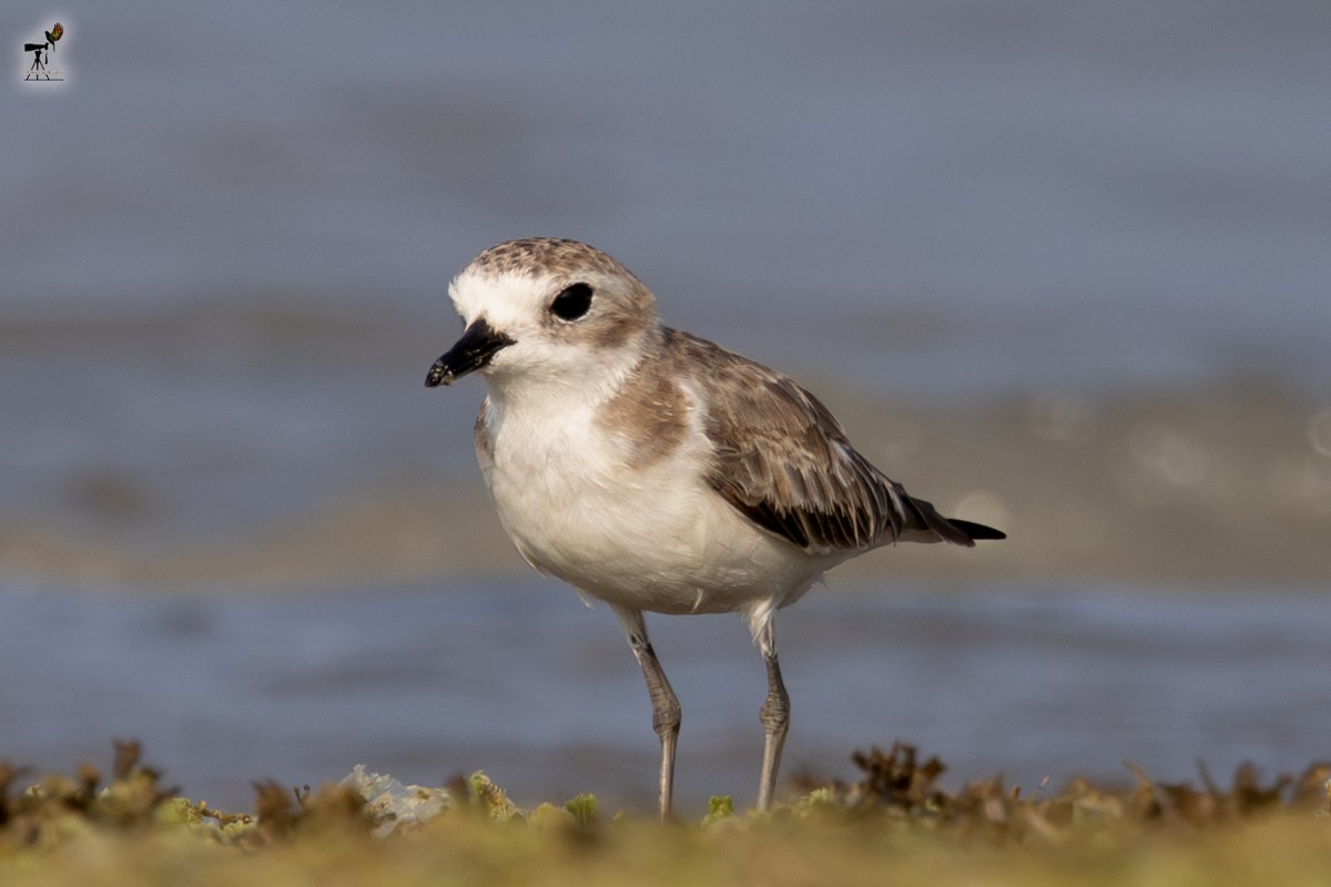 Tibet Cılıbıtı - ML652897882
