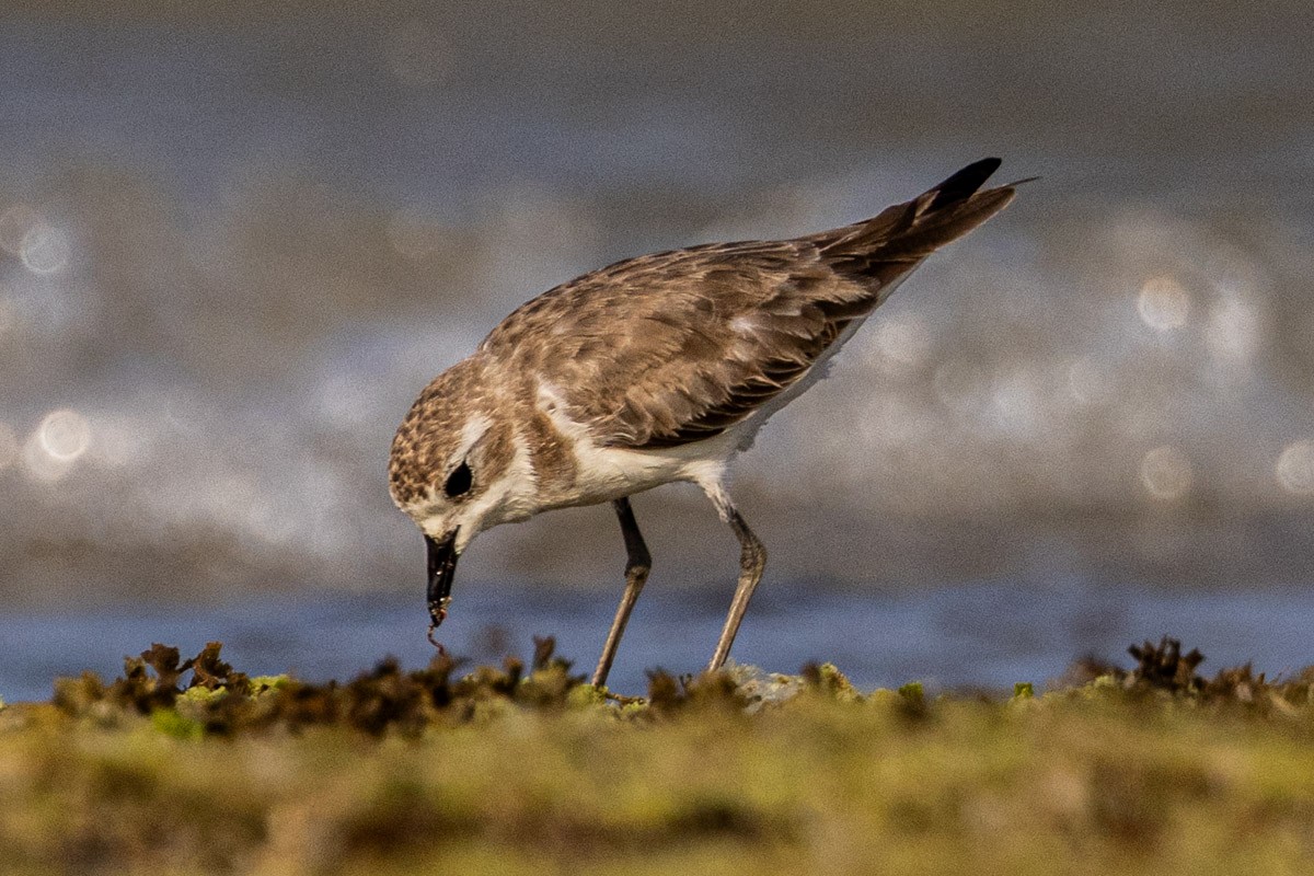 Tibet Cılıbıtı - ML652897883