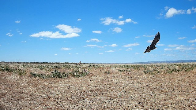 Орел австралійський - ML652897987