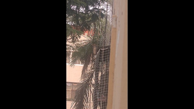 House Sparrow - ML652898025