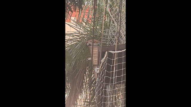 House Sparrow - ML652898026