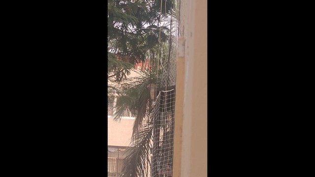 House Sparrow - ML652898027