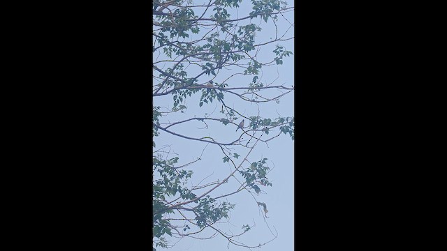 Горобець хатній - ML652898029