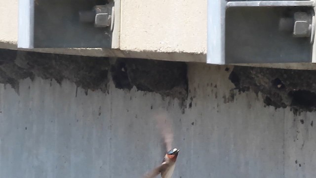 Ясківка білолоба - ML652898063