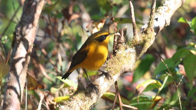 Синьохвіст золотистий - ML652898076