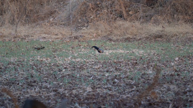 Курка сіра - ML652898086