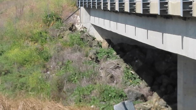 Ясківка білолоба - ML652898209