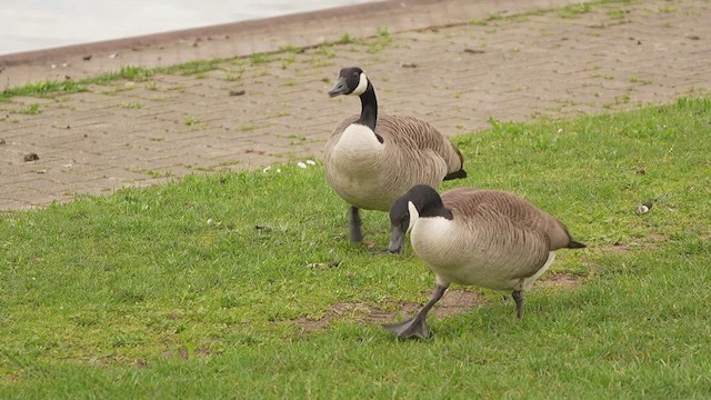 Казарка канадська - ML652898236