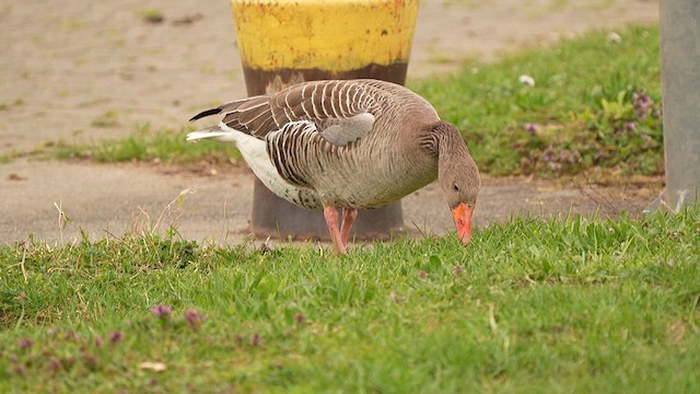 Гуска сіра - ML652898286