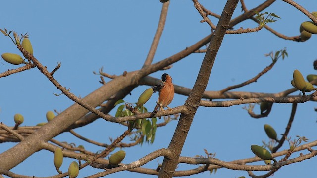 Шпачок брамінський - ML652898307