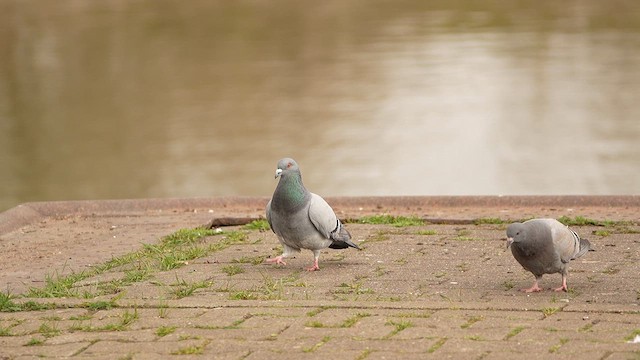 Голуб сизий (міський) - ML652898313