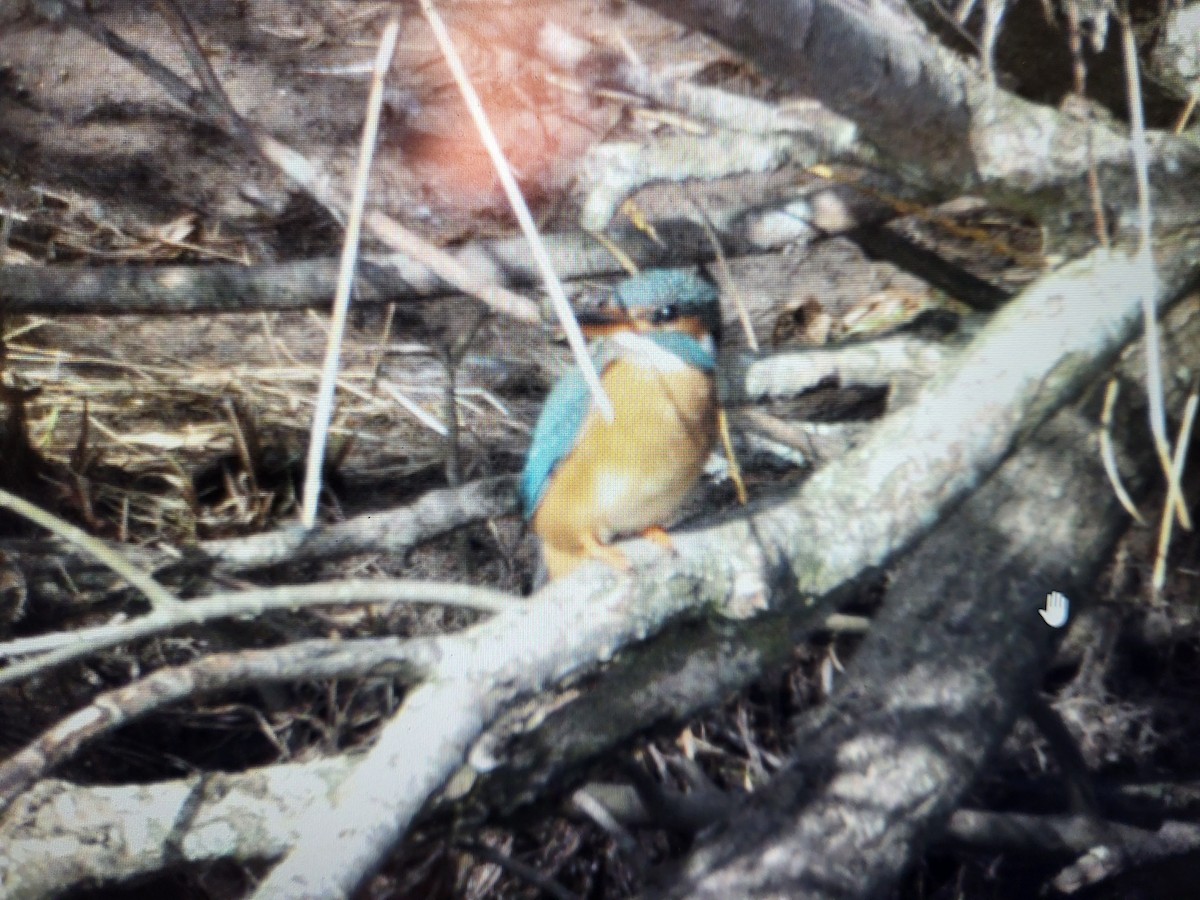 Зимородок - ML652898342