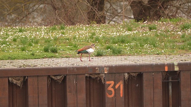 Каргарка нільська - ML652898368