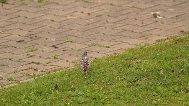 Шпак звичайний - ML652898381