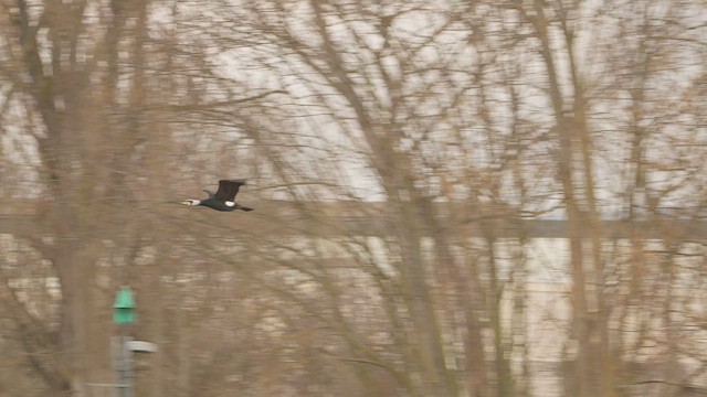 Баклан великий - ML652898482