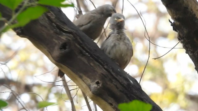 Кратеропа попеляста - ML652898673