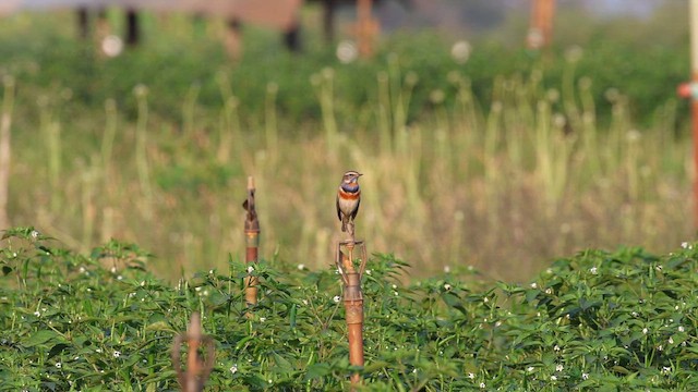 Синьошийка [група svecica] - ML652898691