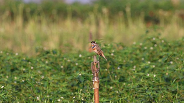 Синьошийка [група svecica] - ML652898702