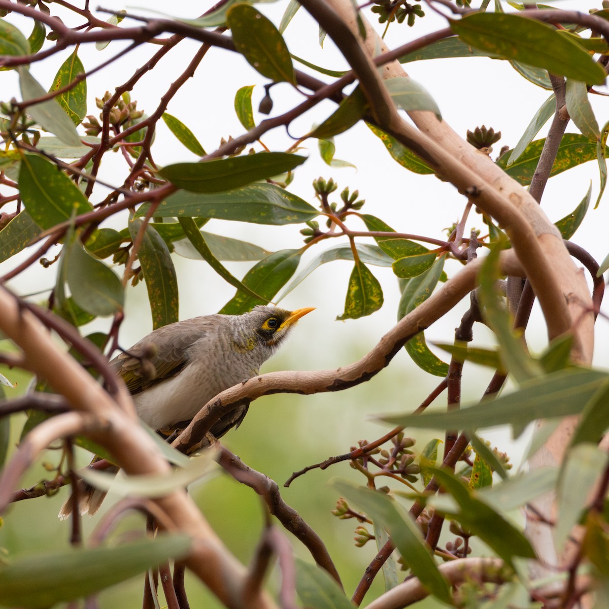 Yellow-throated Miner - ML652898732