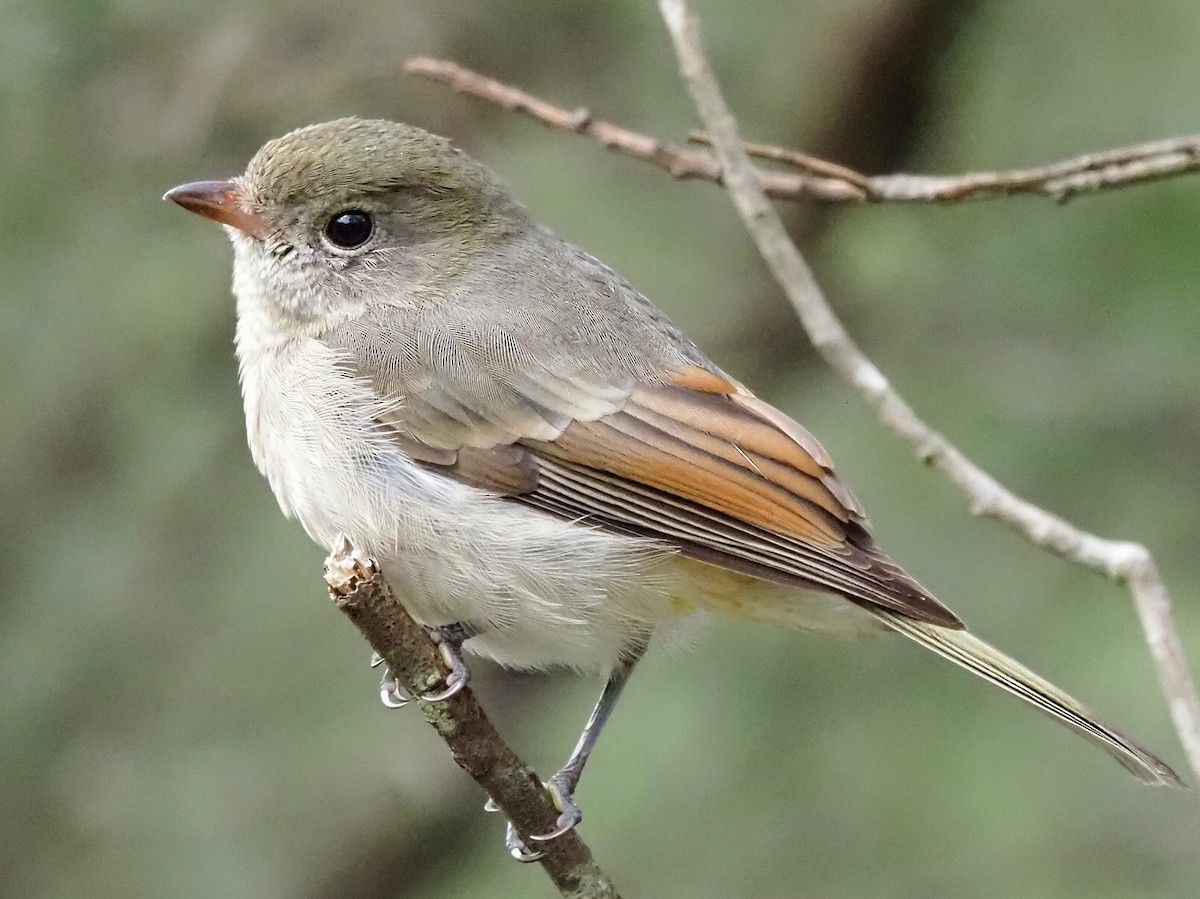 Golden Whistler - ML652898734
